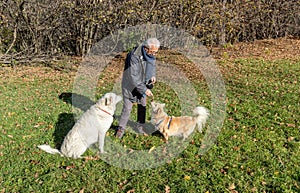 Senior man is feeding dogs on the lawn