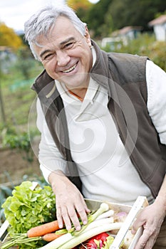 Senior man in garden collecting vegetables