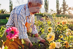 Senior man gardener cutting stems of dahlias with secateur picking blooms on rural flower farm. Bouquet harvest