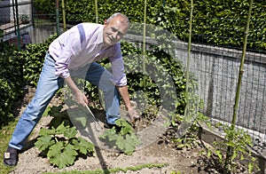 Senior Man Gardening