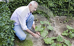 Senior Man Gardening