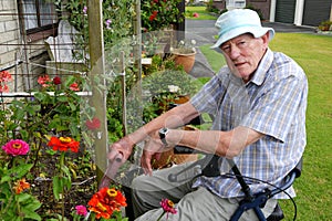 Senior man: gardening photo