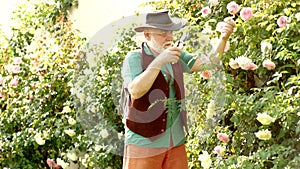Senior man gardening in the backyard. Grandfather in sunny garden planting roses. Flower ground. Gardening hobby.