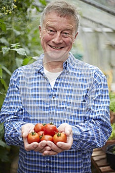 Senior Man In Greenhouse With Home Grown Tomatoes