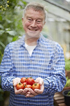Senior Man In Greenhouse With Home Grown Tomatoes