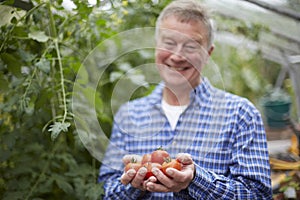 Senior Man In Greenhouse With Home Grown Tomatoes