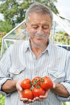 Senior Man In Greenhouse With Home Grown TomatoesSenior Man In G