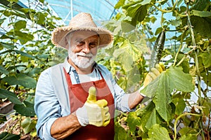 Senior man growing cucumbers in the hothouse