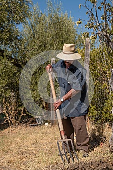 Senior man hand plowing in the field