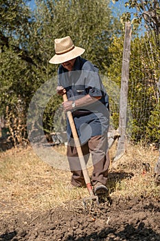 Senior man hand plowing in the field