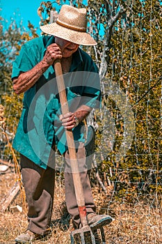 Senior man hand plowing in the field