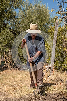 Senior man hand plowing in the field