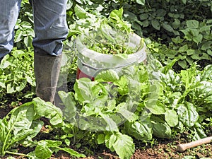 Senior man harvest clean organic vegetable in home garden for natural cooking food for health care life style