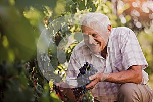 Senior man harvesting grapes in the vineyard