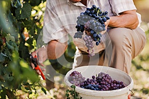 Senior man harvesting grapes in the vineyard