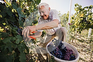 Senior man harvesting grapes in the vineyard