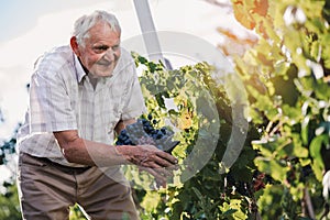 Senior man harvesting grapes in the vineyard