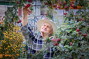 Senior man harvesting red berries.