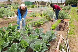Senior man hoeing soil on vegetable rows