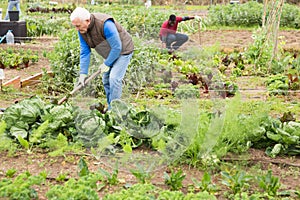 Senior man hoeing soil on vegetable rows