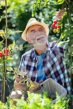 Senior man holding cherry tomato in the garden