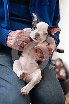 Senior man holding a female Boston Terrier puppy on his lap. She is looking at the camera