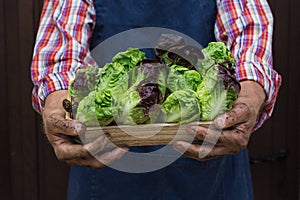 Senior man holding in hands harvest of fresh homegrown lettuce