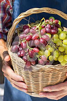 Senior man holding in hands harvest of grapes