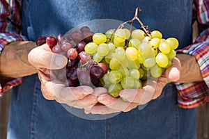 Senior man holding in hands harvest of grapes