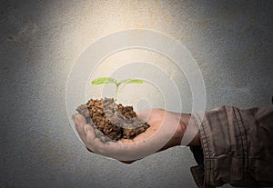 Senior man holding young spring plant in hands.