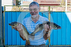 Senior man holds caught fish in his hand - Esox lucius and Stizostedion Lucioperca Zander