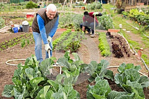 Senior man horticulturist with mattock working with cabbage