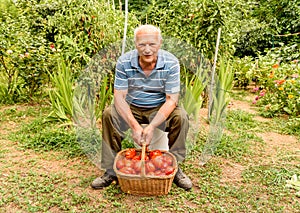 Senior man with the organic tomatoes into the basket harvested in the vegetable garden