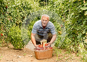 Senior man with the organic tomatoes into the basket harvested in the vegetable garden