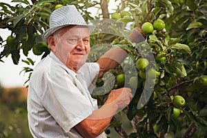 Senior man picking apples