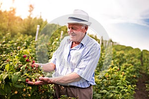 Senior man picking blackberries