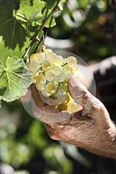 Senior man picking a bunch of grapes photo