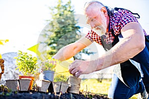 Senior man planting a plants in garden outdoors spring season ready