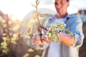 Senior man pruning apple tree in sunny spring garden