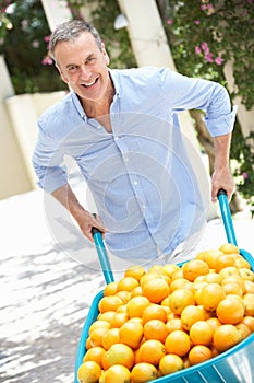 Senior Man Pushing Wheelbarrow Filled With Oranges