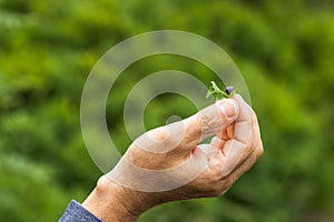 Senior man& x27;s hand holding one wild blueberry with green leaf over the nature background. Summer harvesting.