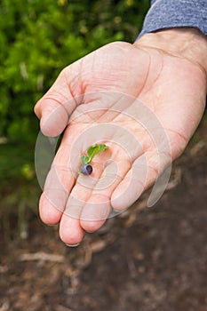 Senior man& x27;s hand holding one wild blueberry with green leaf over the nature background. Summer harvesting.