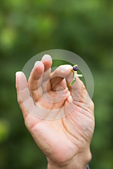 Senior man& x27;s hand holding one wild blueberry with green leaf over the nature background. Summer harvesting.