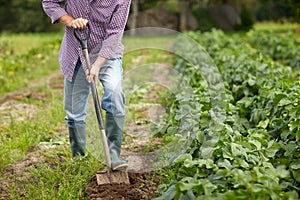 Senior man with shovel digging garden bed or farm