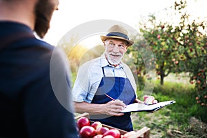 A senior man with son picking apples in orchard in autumn.