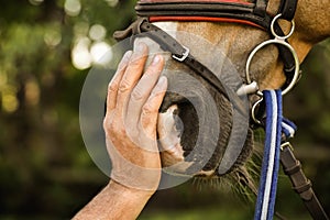 Senior man stroking beautiful palomino horse outdoors, closeup