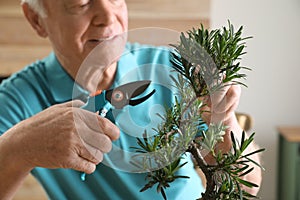 Senior man taking care of Japanese bonsai plant, closeup. Creating zen atmosphere at home