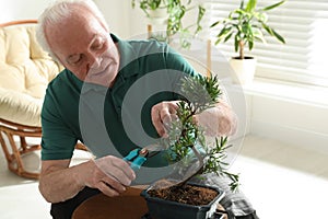 Senior man taking care of Japanese bonsai plant. Creating zen atmosphere at home