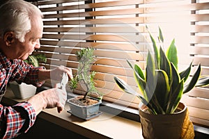 Senior man taking care of Japanese bonsai plant near window. Creating zen atmosphere at home