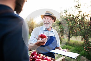 A senior man with son picking apples in orchard in autumn.